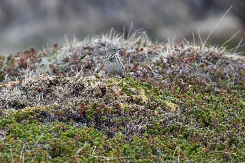 Pipit farlouse