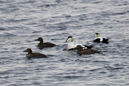 Eiders à duvet