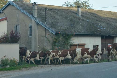 Vaches Montbéliardes