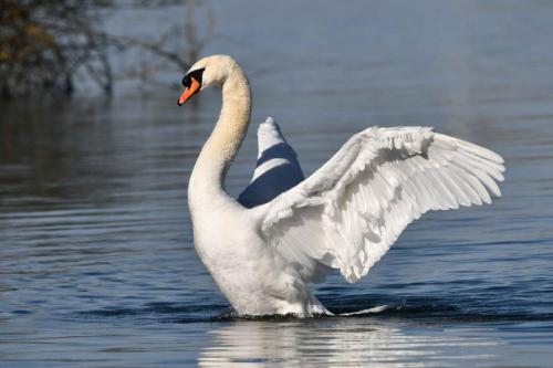 Cygne tuberculé