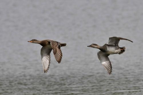 Canards chipeaux