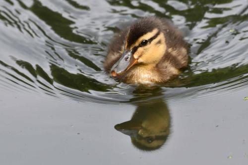 Canard colvert