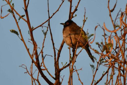 Bulbul brunoir