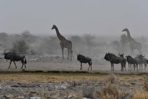 Gnous bleus, girafes