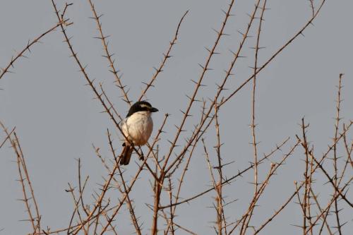 Pie-grièche fiscale