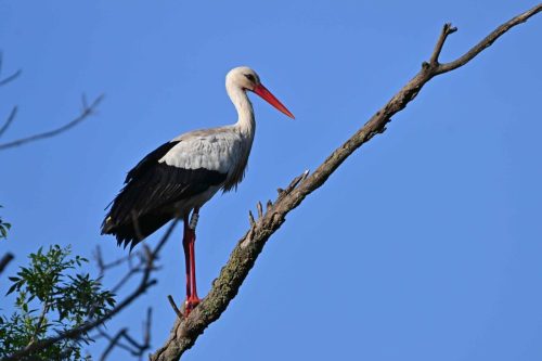 Cigogne blanche