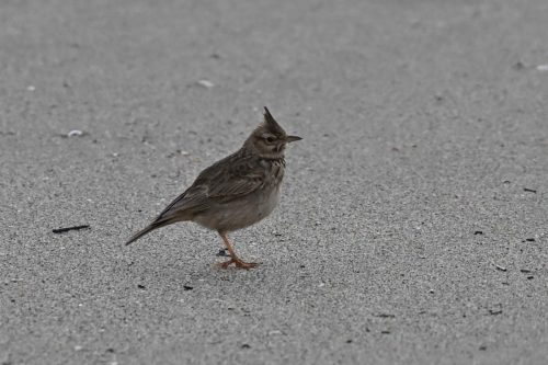 Cochevis huppé