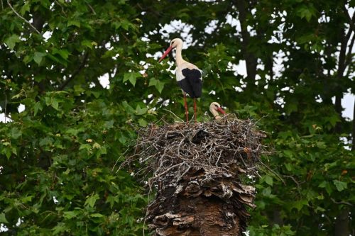 Cigognes blanches