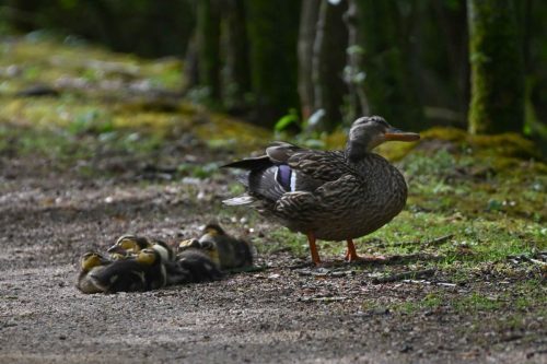 Canards colverts