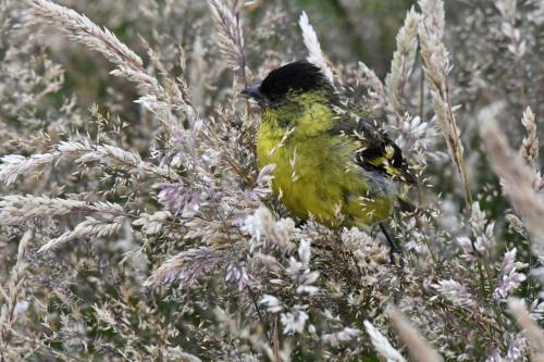Chardonneret à menton noir