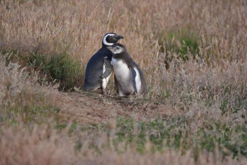 Manchots de Magellan