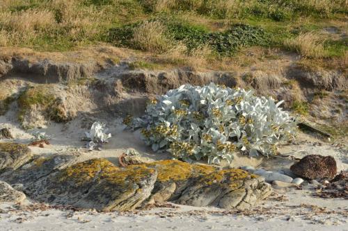 Sea Cabbage (Senecio Candidans)