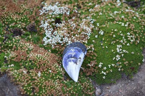 Coquille de moule sur Balsam Bog (Bolax gummifera)
