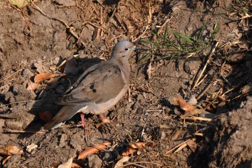 Tourterelle oreillarde