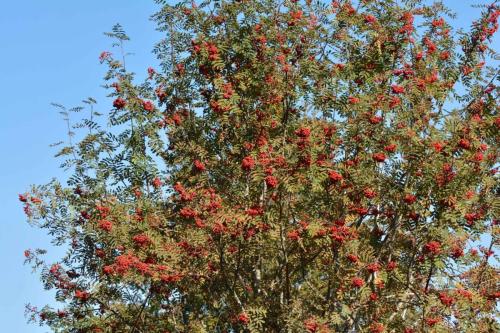 Sorbier des oiseleurs