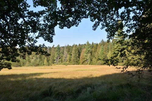 Tourbière du Mont Bar