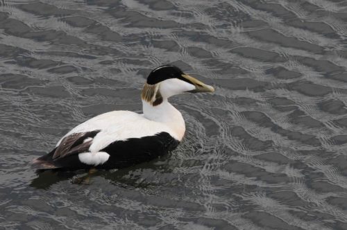 Eider à duvet
