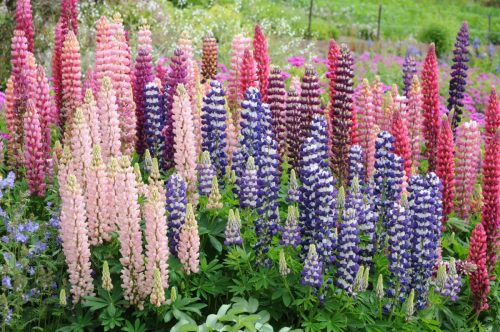 Jardins de Inverewe