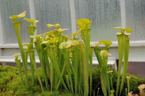 Plantes carnivores