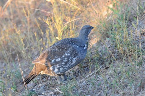 Blue Grouse