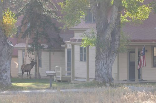 Wapiti mâle qui explore le village