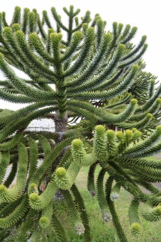 Araucaria