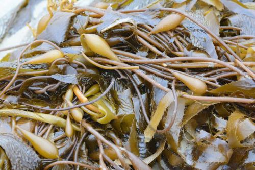 Kelp