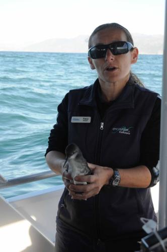 La skipper de notre bateau relache un Puffin de Hutton qui a atteri dans un jardin suite à la tempête de la veille au soir 