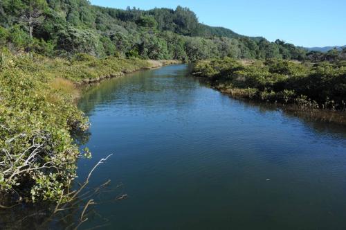 Mangrove prés d'Opoutere Beach