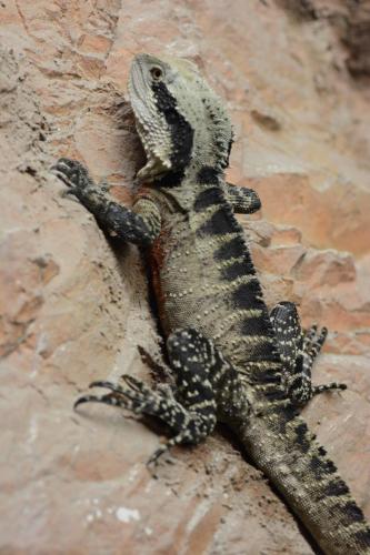Lézard australien 