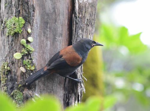 Créadion rounoir (Saddleback) 