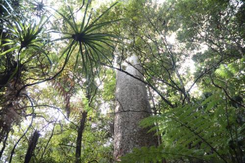 Arbre Kauri