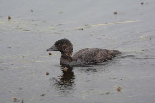 Érismature à barbillons