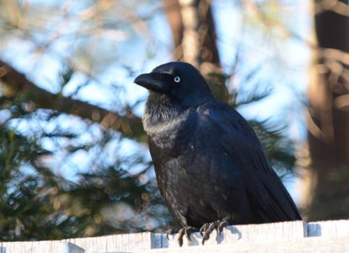 Corbeau de Tasmanie