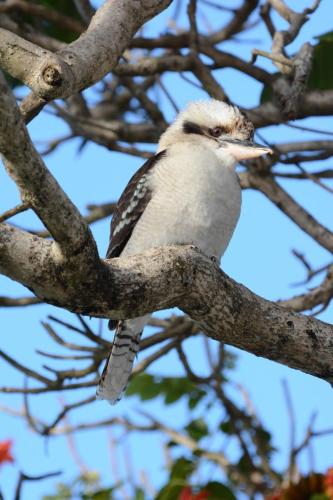 Martin-chasseur géant