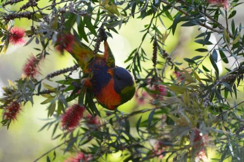 Loriquet de Swainson