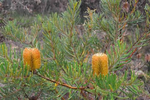 Banksia