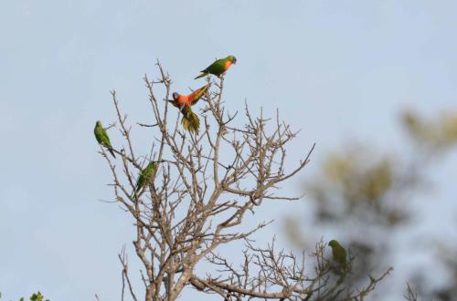 Loriquets de Swainson et Loriquets vert