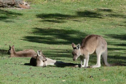 Kangourous dans le parc national de Booderee