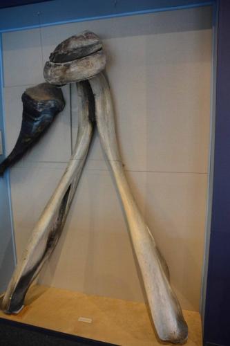 Machoire inférieure de cachalot déformée