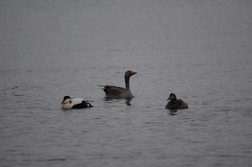 Couple d'eiders et une oie cendrée