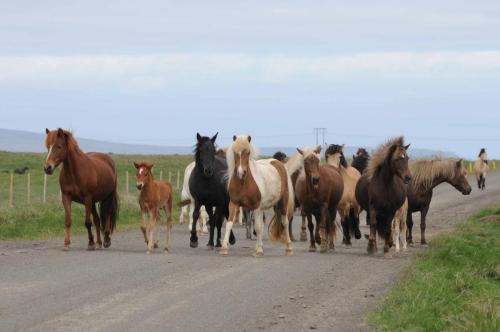 Le nord de l'Islande est définitivement le pays des chevaux