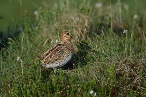 Bécassine des marais