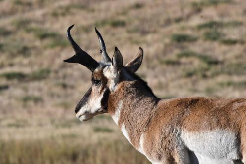 Pronghorn