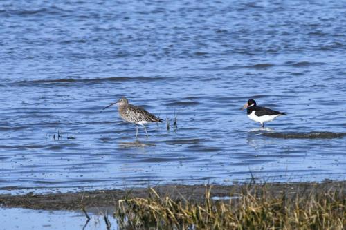 Courlis cendré et Huitrier pie