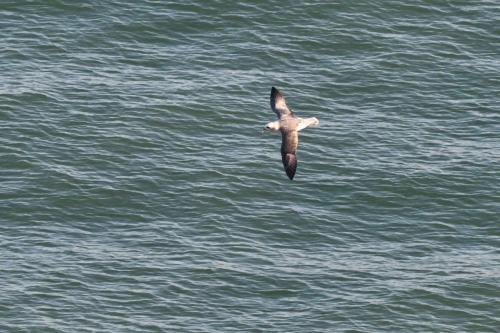 Pétrel fulmar
