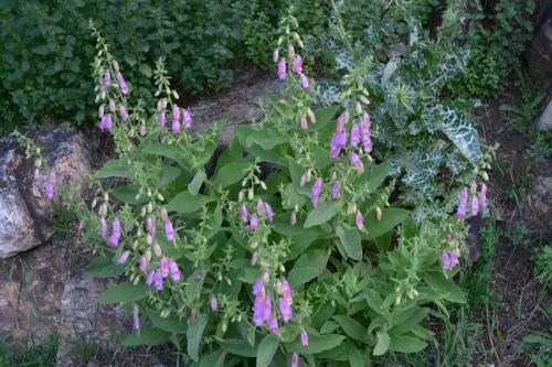 Digitales espagnoles (Digitalis thapsi)