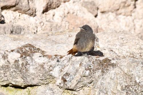 Jeune Rougequeue noir