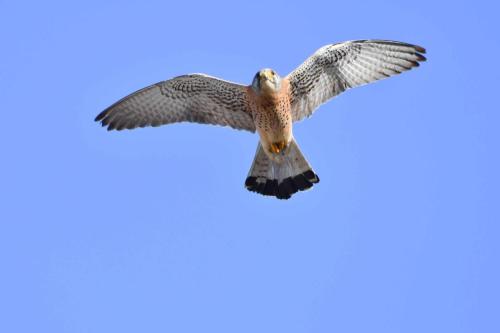 Faucon crécerellette