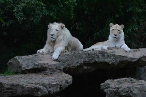 Lions blancs